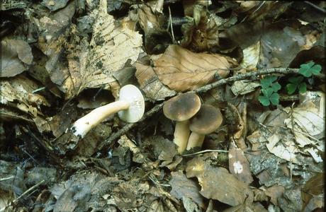 Süßlicher Buchen-Milchling (Lactarius subdulcis) - © Helmut Pidlich-Aigner